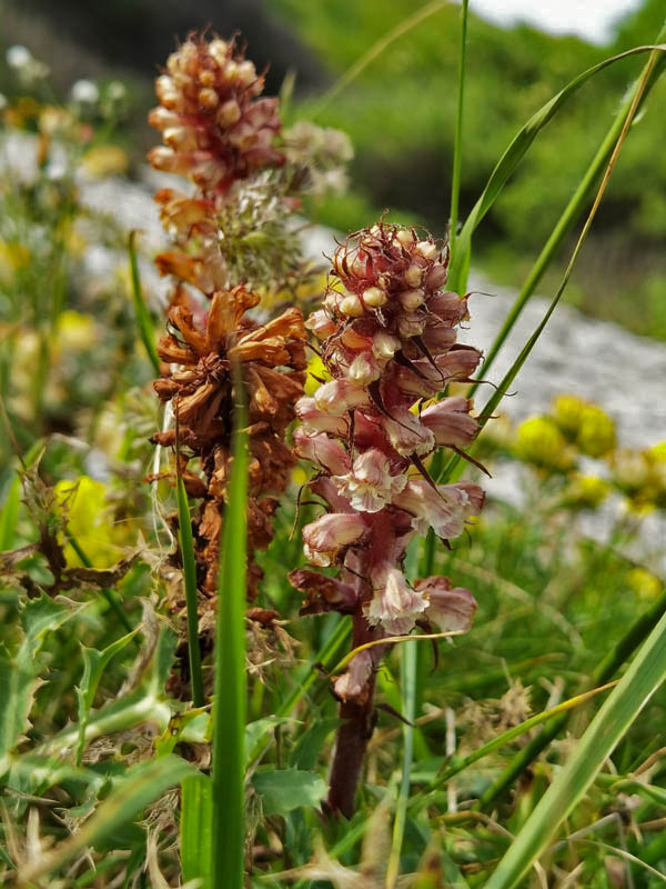 Orobanche caryophyllacea en fleurs sur les pelouses calcaires sèches de la corniche basque